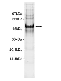 Eurofins DiscoverX Aurora A Protein, Active 250 &mu;g | Buy Online | Eurofins DiscoverX | Fisher Scientific